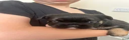 French Bulldog dogs for sale: Gorgeous Visual Fluffy French Bulldog Puppies - Advert 11