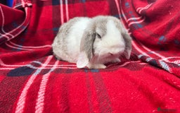 Mini Lop rabbits for sale: Mini lop mixed litter looking for forever homes  - Image 8