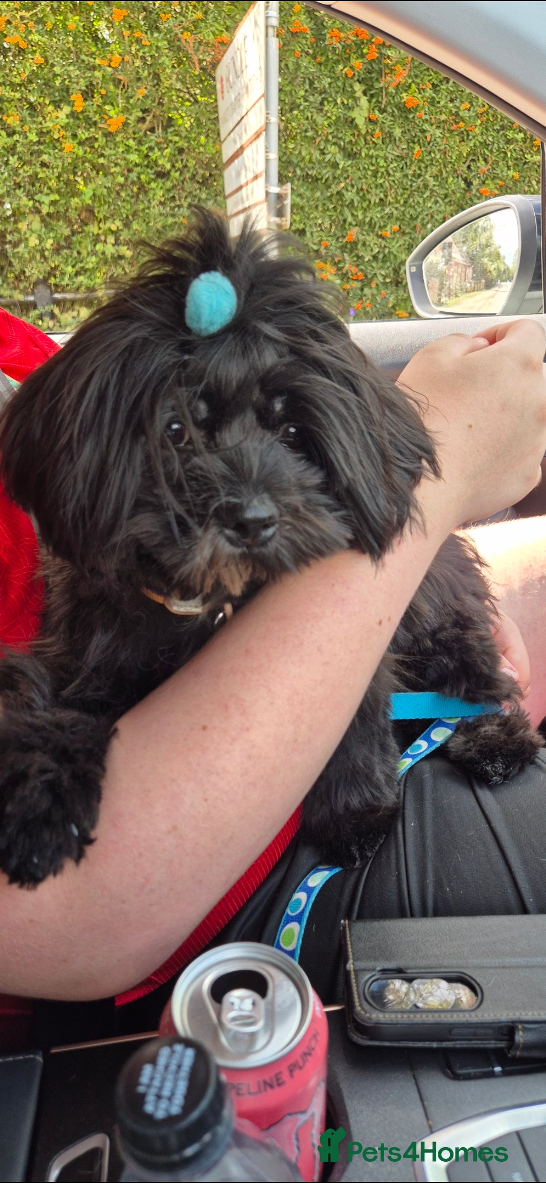 Shih Tzu dogs for sale: Male black shih zhu  - Image 1