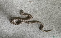 Snake reptiles for sale: Female Western Hognose  - Image 1