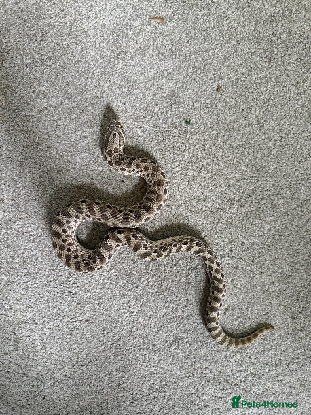 Snake reptiles for sale: Female Western Hognose  - Image 1