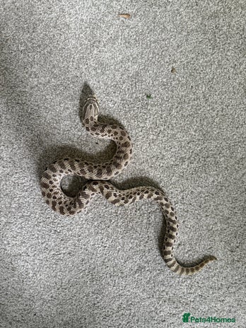 Snake reptiles - Advert 16