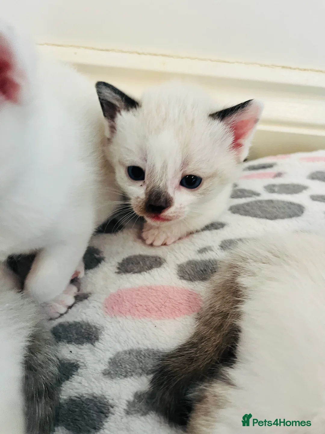 Mixed Breed cats for sale: Gorgeous Snowshoe Siamese Kittens  - Advert 14