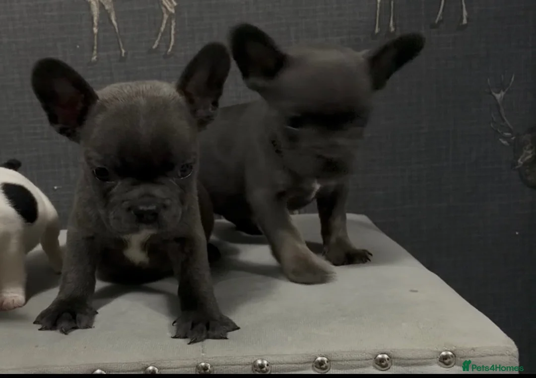French Bulldog dogs for sale: 2 blue frenchies ready to leave on Friday  - Advert 2