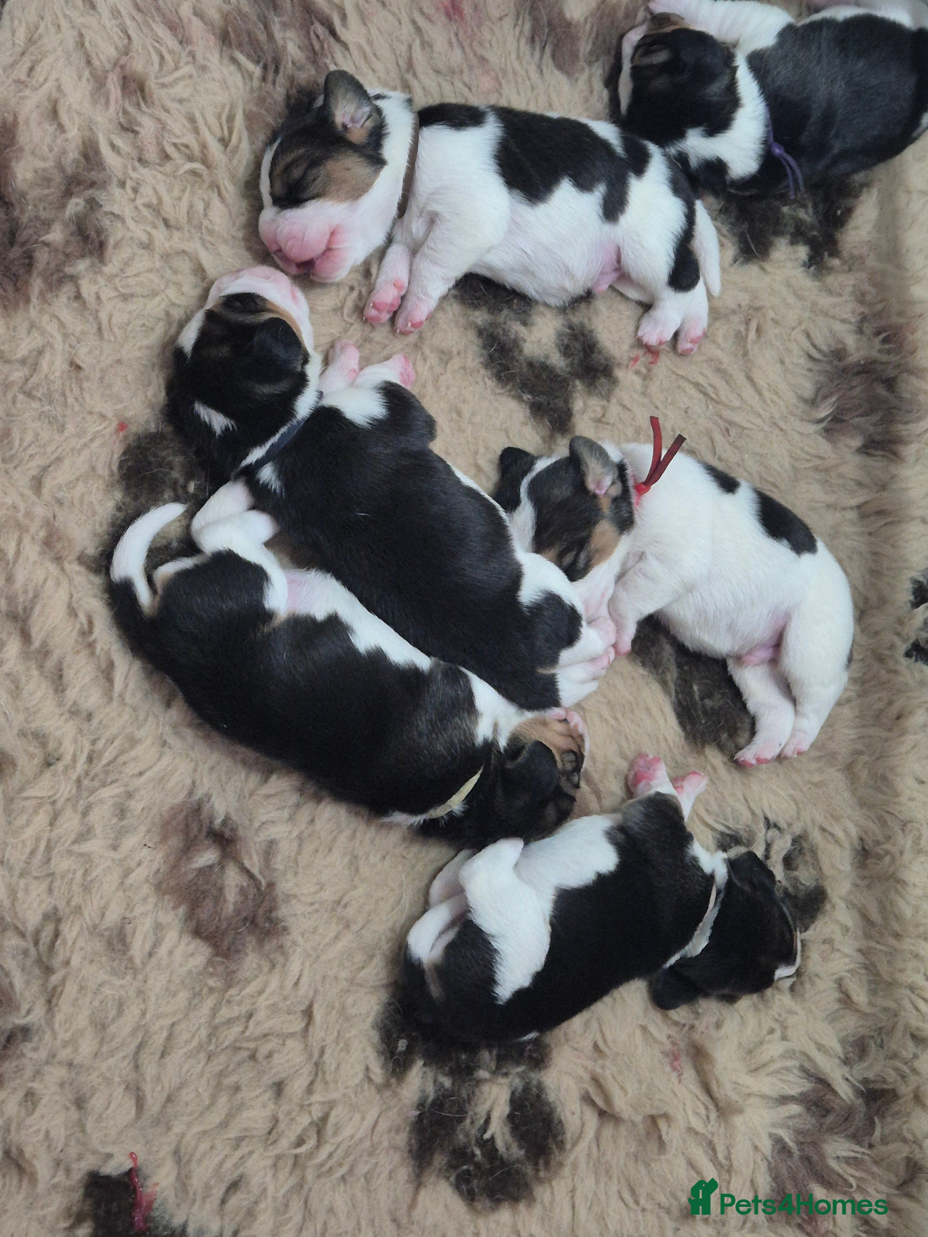 Beagle dogs Champion Show Line Beagle Puppies - Advert 3