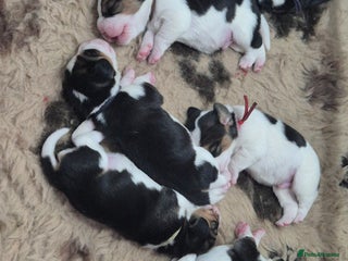 Beagle dogs Champion Show Line Beagle Puppies - Advert 2