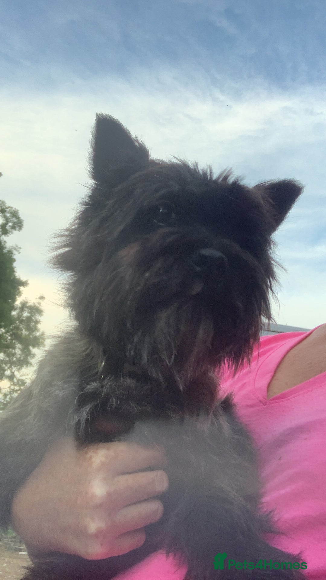 Cairn Terrier dogs for sale: Pure Cairn Terrier female  - Image 1