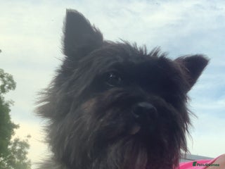 Cairn Terrier dogs Pure Cairn Terrier female - Advert 4