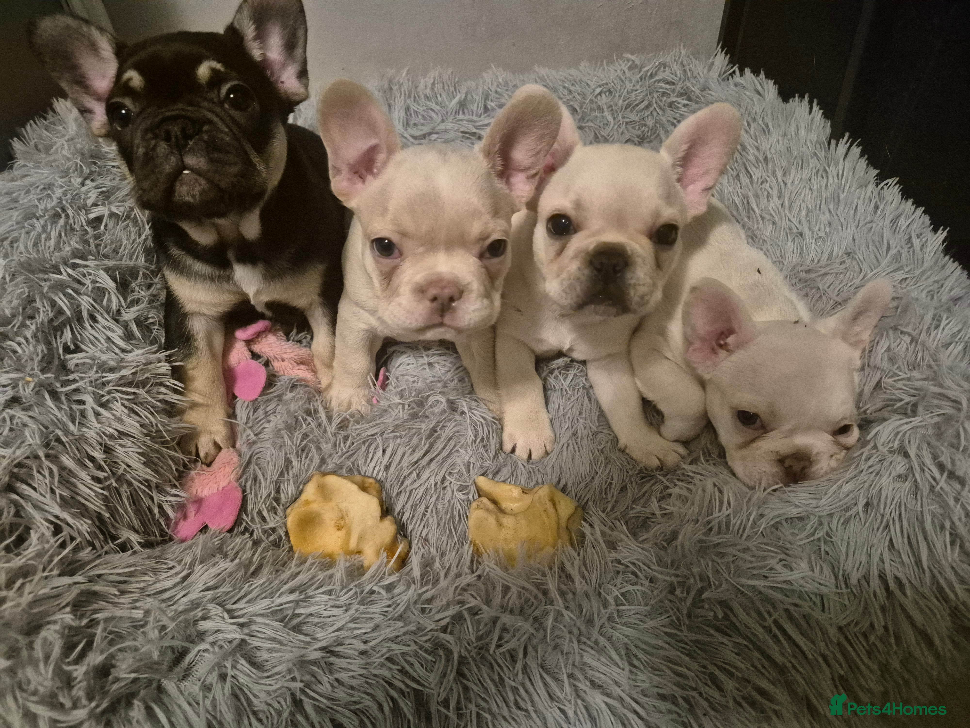 French Bulldog dogs Beautiful French Bulldogs ready to leave  - Advert 5