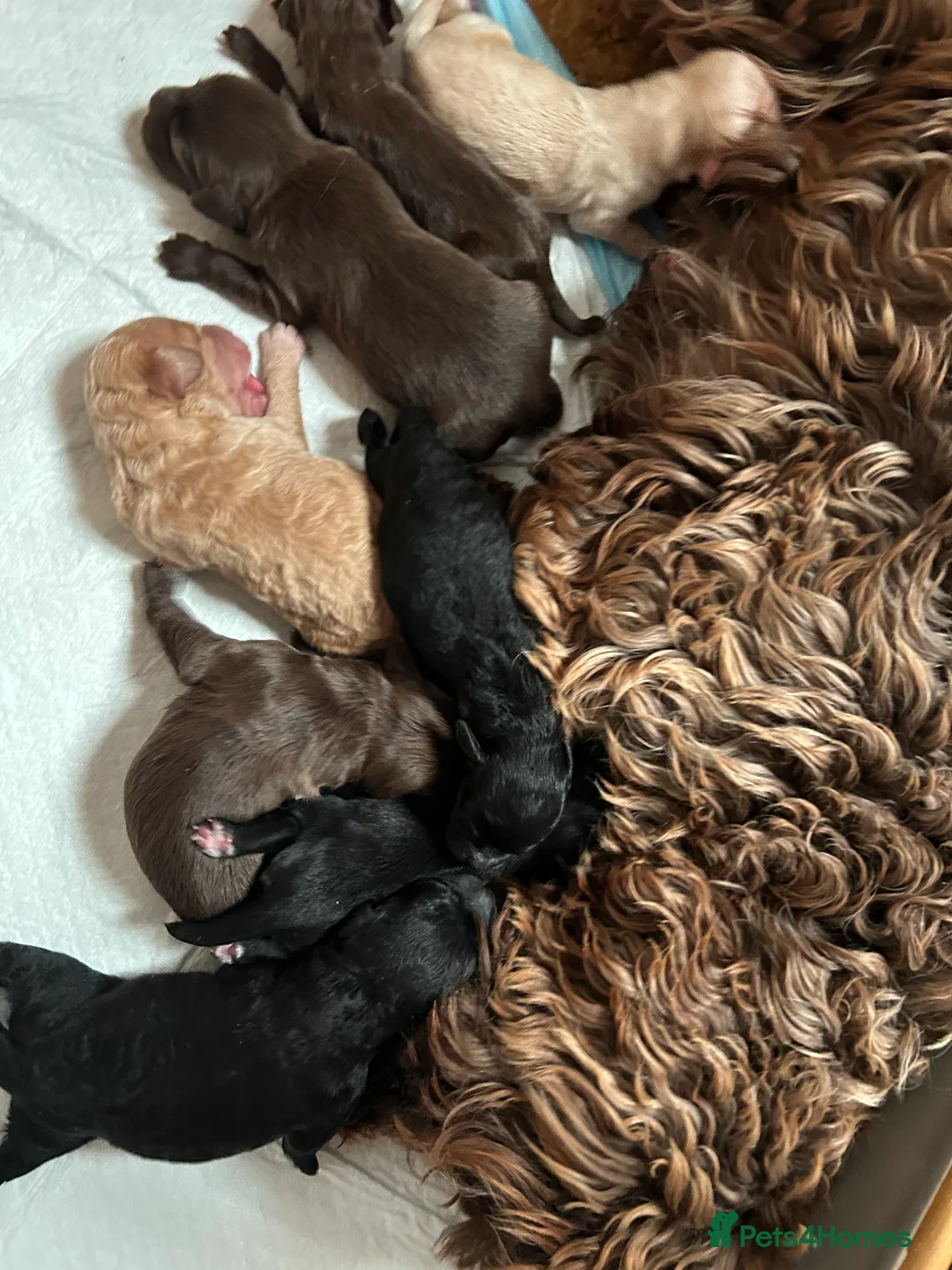 Cockapoo dogs for sale: Cockerpoo puppies  - Advert 18