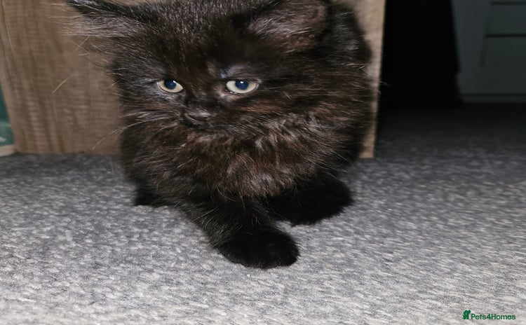 Mixed Breed cats - Advert 4