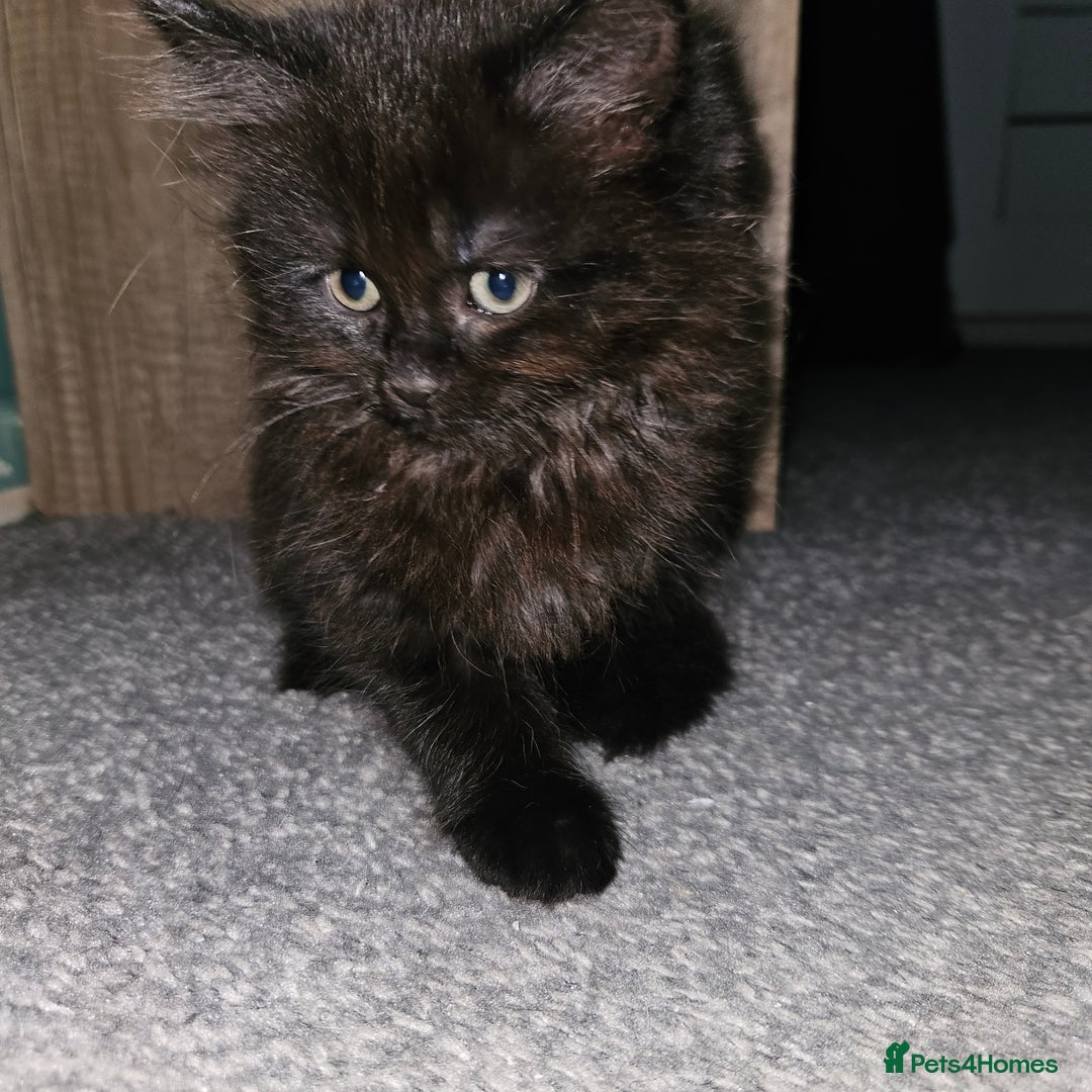 Mixed Breed cats for sale: Sweet cats looking for a good house - Image 1