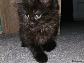 Mixed Breed cats - Advert 31