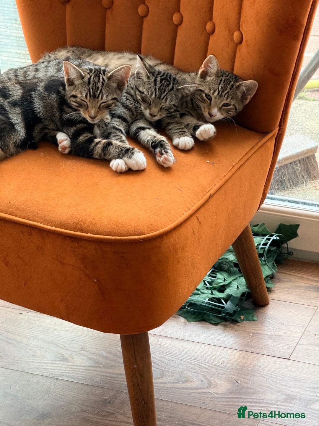 Burmese cats for sale: 4 boisterous kittens  - Image 3
