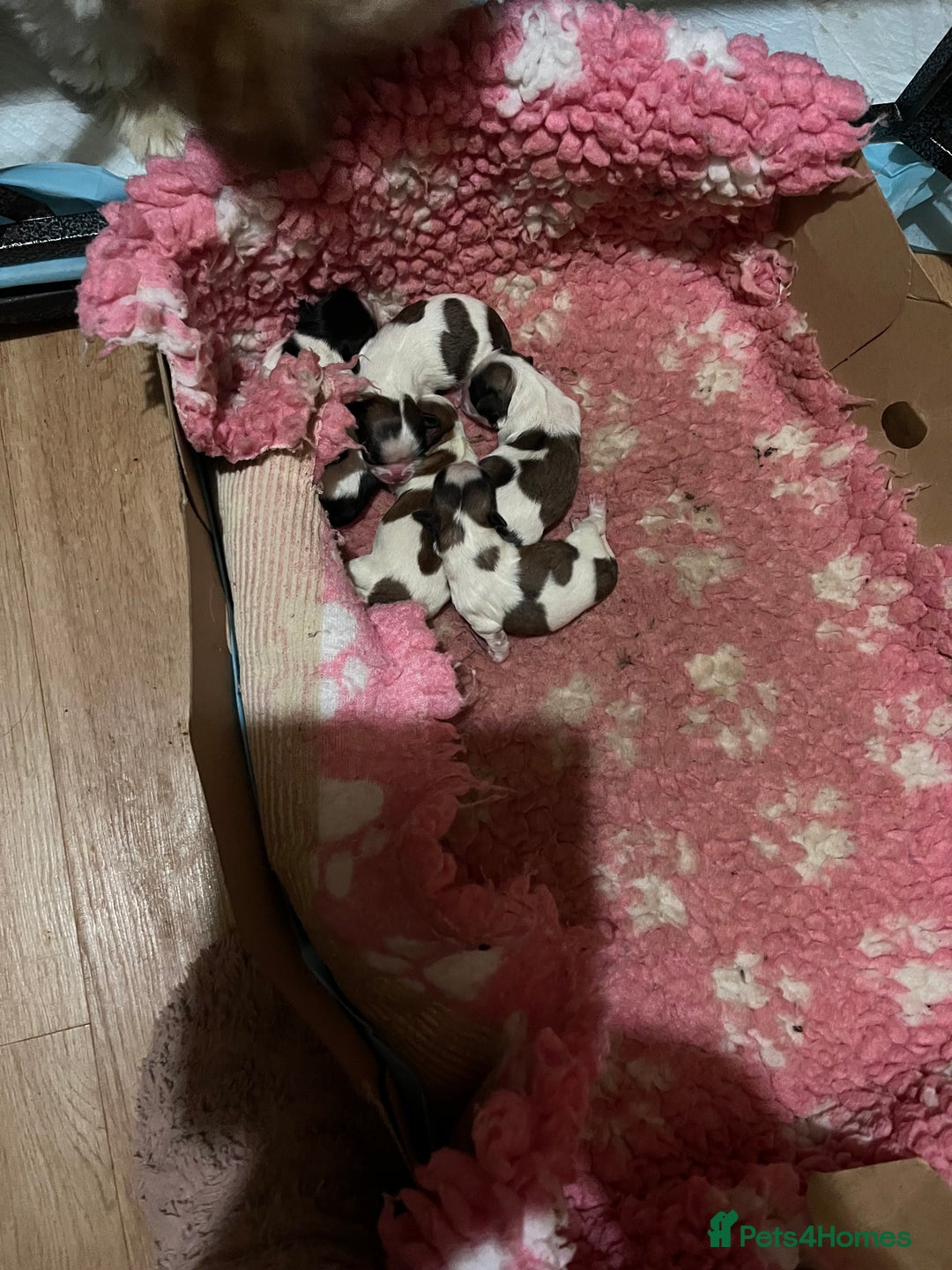 Shih Tzu dogs for sale: Shih tzu puppies  - Advert 4