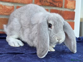 French Lop rabbits Beautiful French Lops - Advert 4