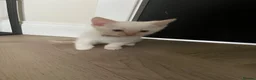 Ragamese cats for sale: Ragamese kittens for sale  - Advert 2