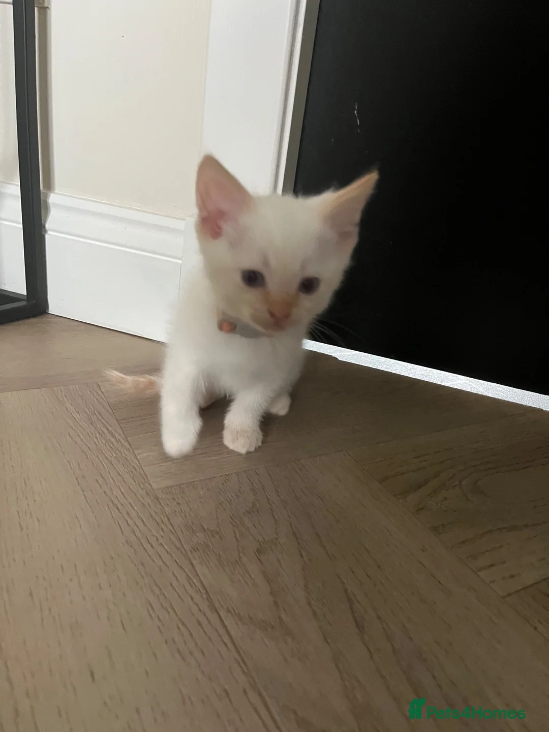 Ragamese cats for sale: Ragamese kittens for sale  - Advert 2