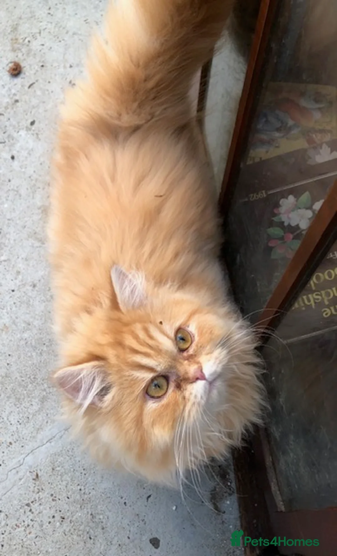 Persian cats for sale: Adorable 5 month Persian Kitten - Advert 5