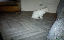 Mixed Breed cats for sale: 1 Black male - Image 2