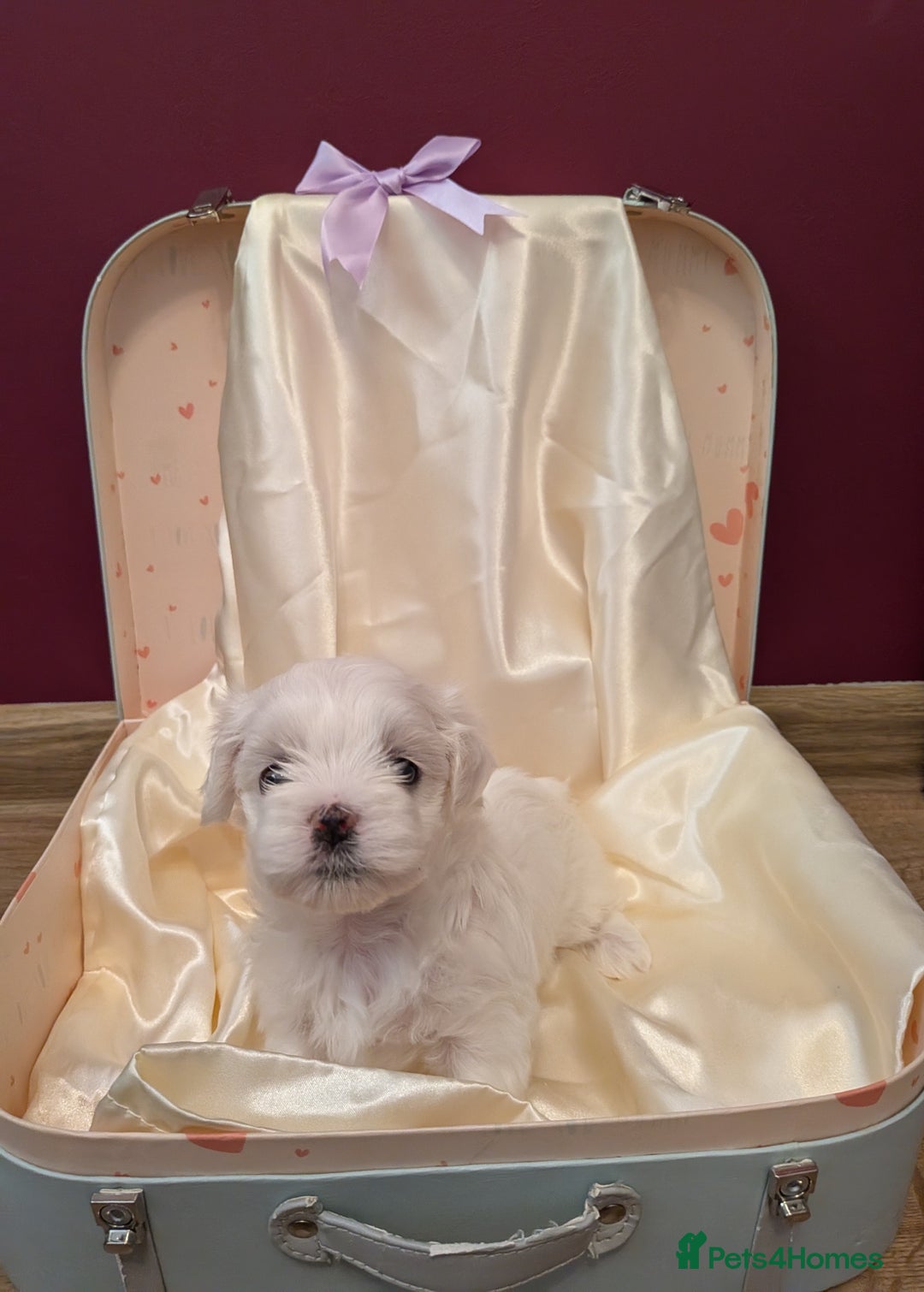 Maltese dogs for sale: Beautiful Small Size Maltese ONLY TWO PUPPIES LEFT - Image 25