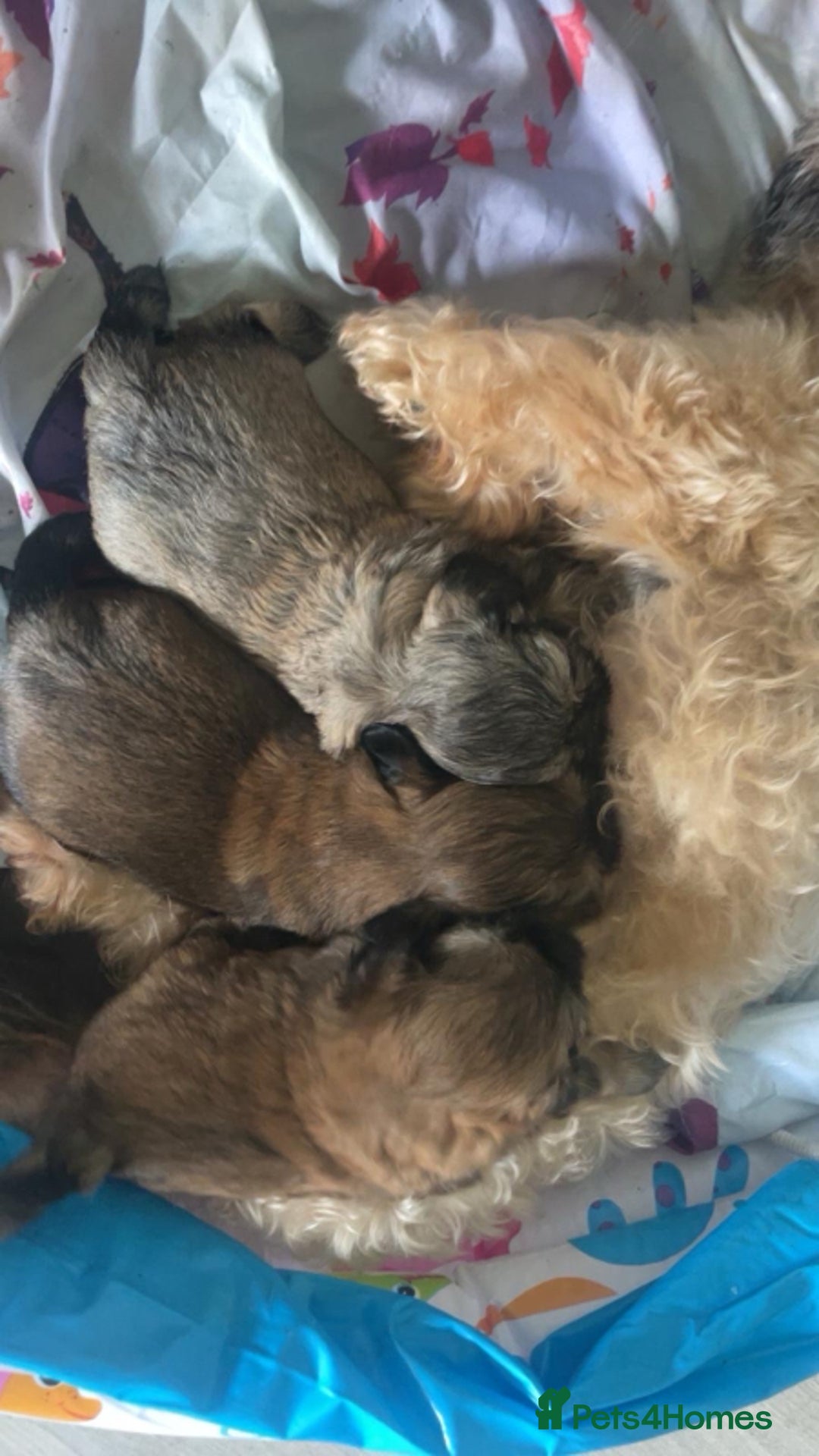 Shih Tzu dogs for sale: Stunning shih tzu puppies - Image 13