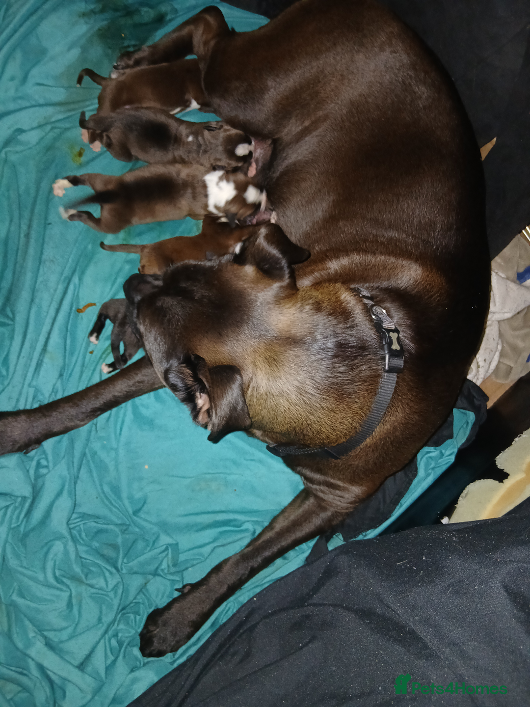 Mixed Breed dogs for sale: Stacksides litter - Image 3