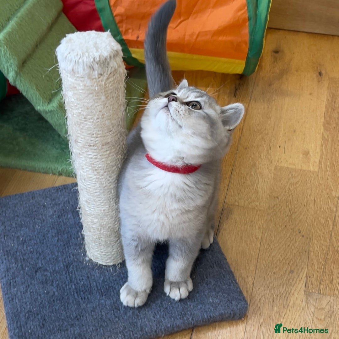 British Shorthair cats for sale: 🚨One Girl Ready to leave 🚨GCCF British Shorthair - Image 22