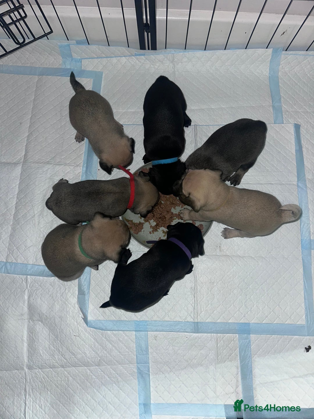 Pug dogs for sale: Pug puppies for sale  - Image 2