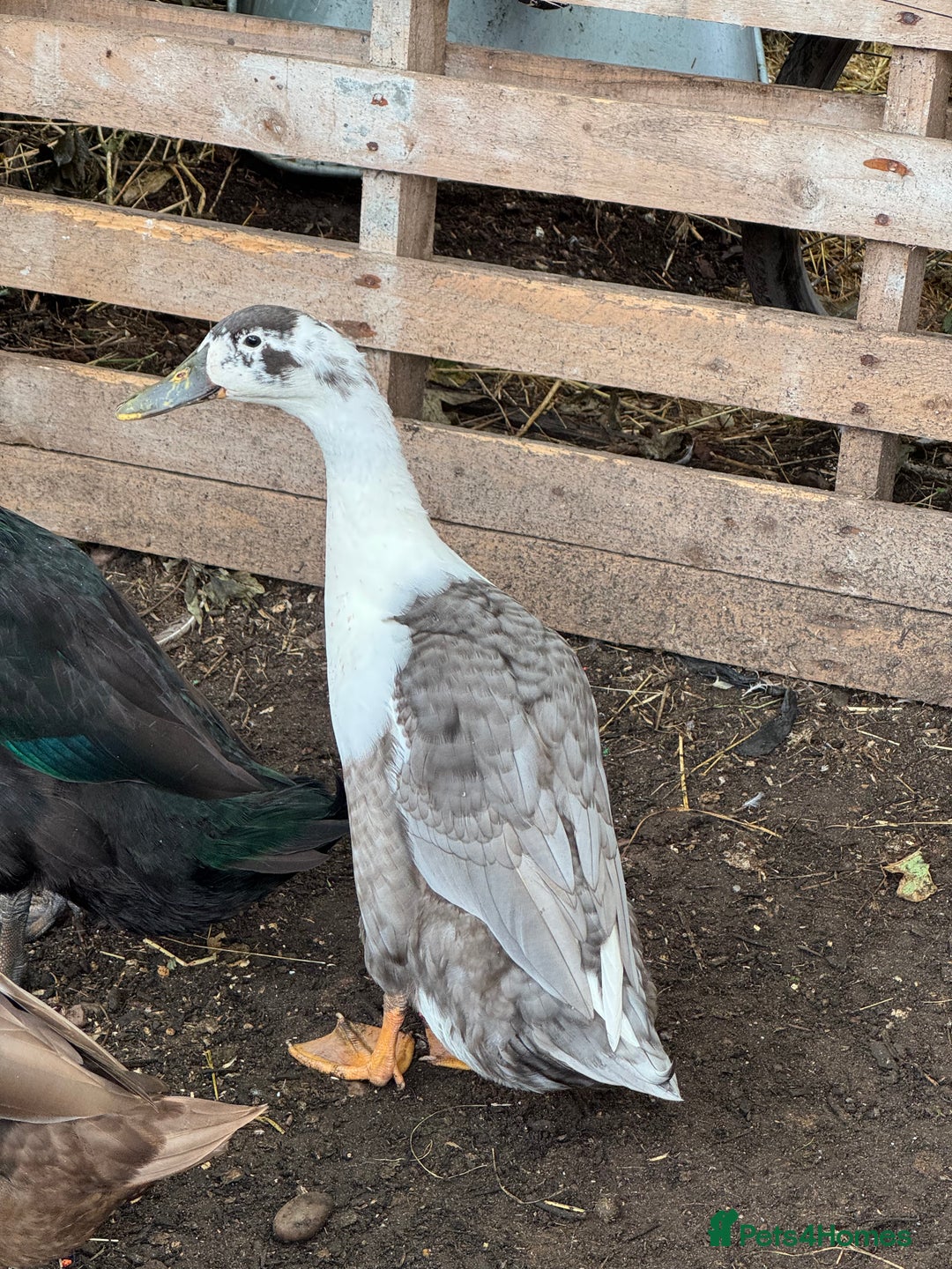 Ducks poultry for sale: One Indian Runner Drake looking for a new home - Image 1