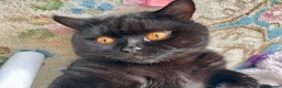 British Shorthair cats for stud: Pedigree British Shorthair Stud – GCCF Registered in Reading - Advert 4