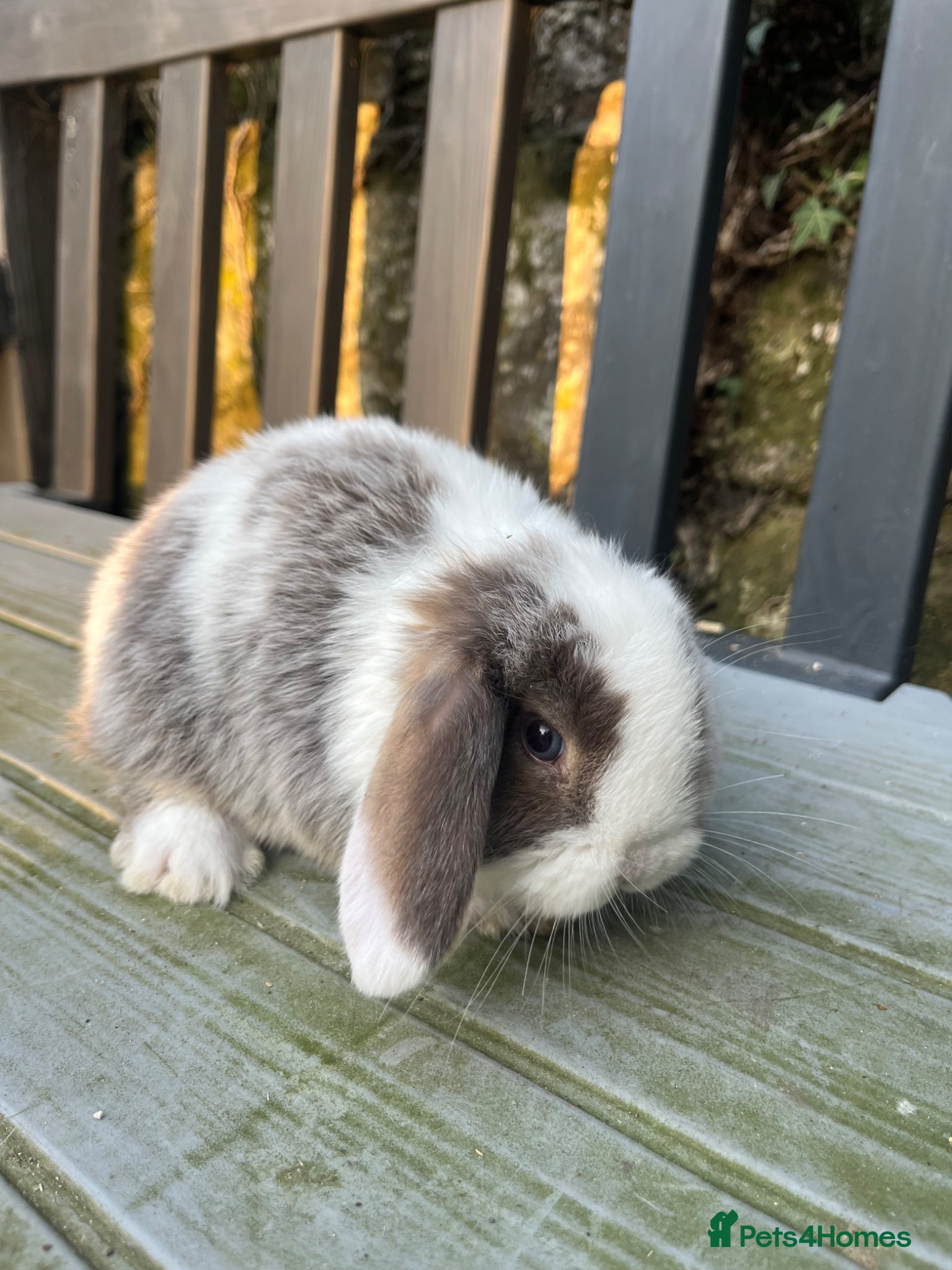 Mini Lop rabbits Gorgeous mini lops stunning colours  - Advert 23