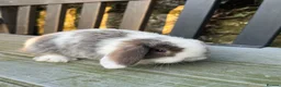 Mini Lop rabbits for sale: Gorgeous mini lops stunning colours  - Advert 1