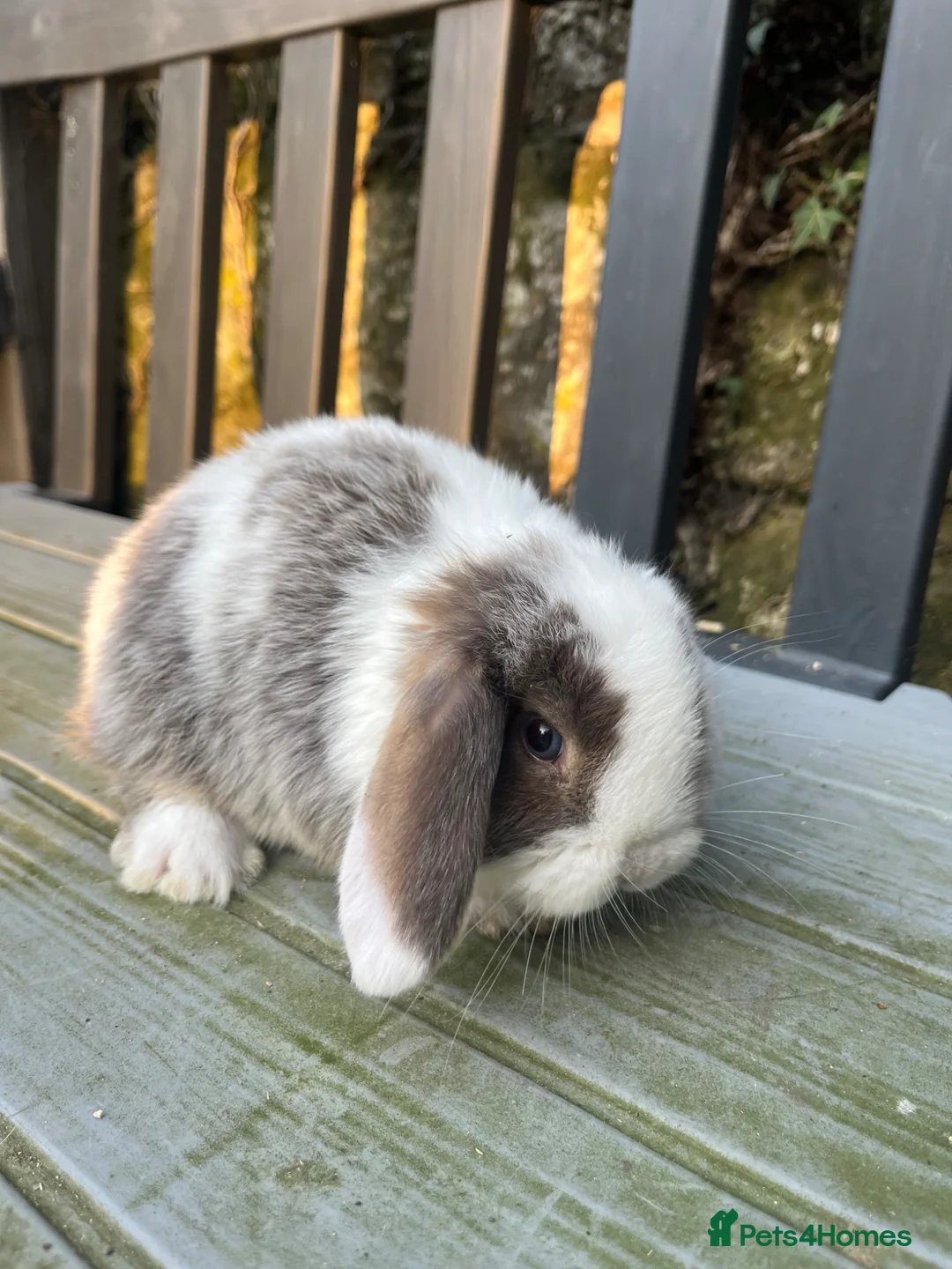 Mini Lop rabbits for sale: Gorgeous mini lops stunning colours  - Advert 1