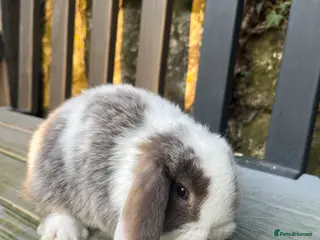 Mini Lop rabbits Gorgeous mini lops stunning colours - Advert 23