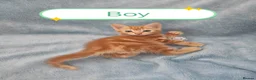 Mixed Breed cats for sale: Beautiful Kittens Videos in Barnsley - Advert 11