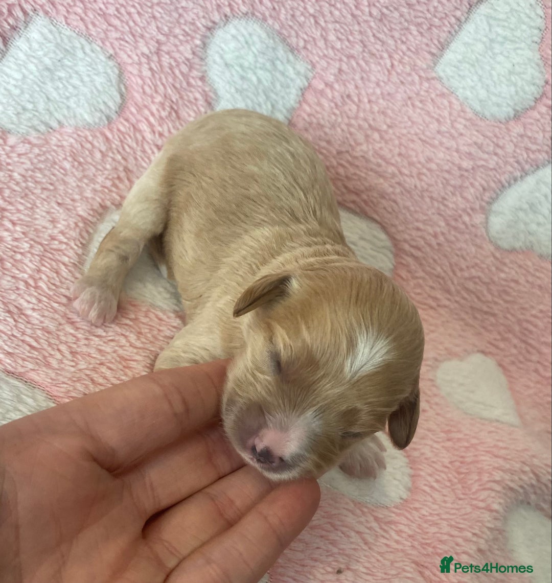 Cavapoo dogs for sale: Extensively Health tested F1 Toy Cavapoo puppies - Advert 13