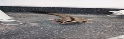 Sugar Glider rodents for sale: 4 male sugar gliders - Advert 2
