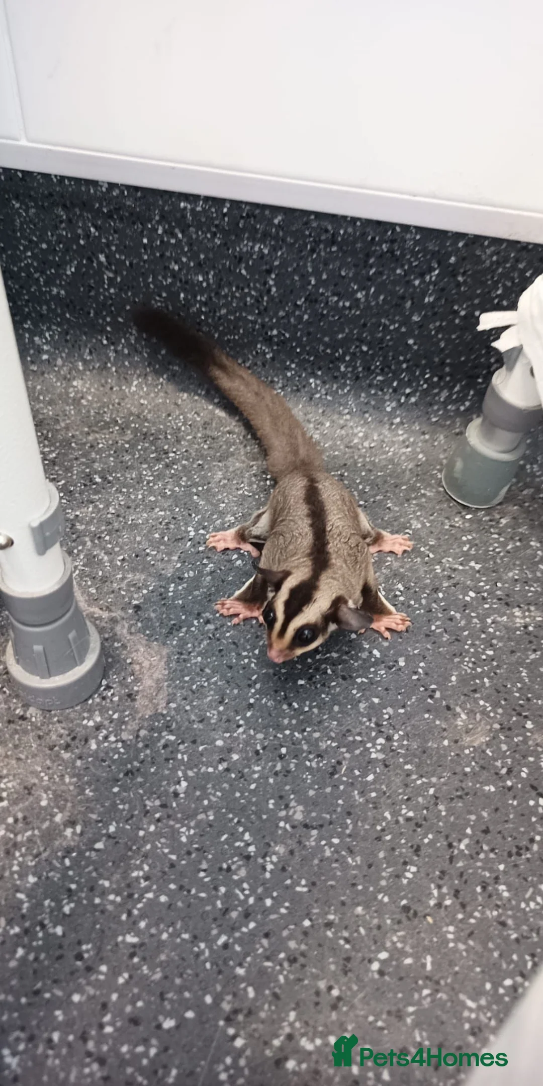 Sugar Glider rodents for sale: 4 male sugar gliders - Advert 2