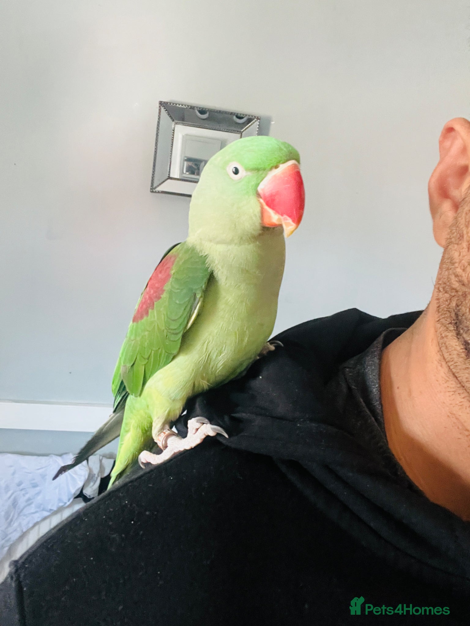 Parrots birds for sale: Baby hand tame Alexandrian Parrot  - Advert 1