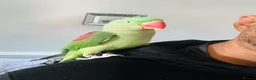 Parrots birds for sale: Baby hand tame Alexandrian Parrot  in Uttoxeter - Advert 1