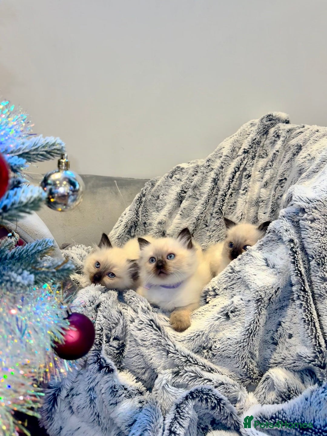 Ragdoll cats for sale: Black point Ragdoll Kittens🖤 - Advert 2