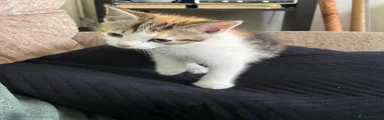 Mixed Breed Kitten 4