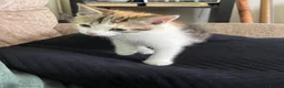 Mixed Breed cats for sale: 🐾 Adorable Kittens for Sale – Bristol 🐾 - Advert 2