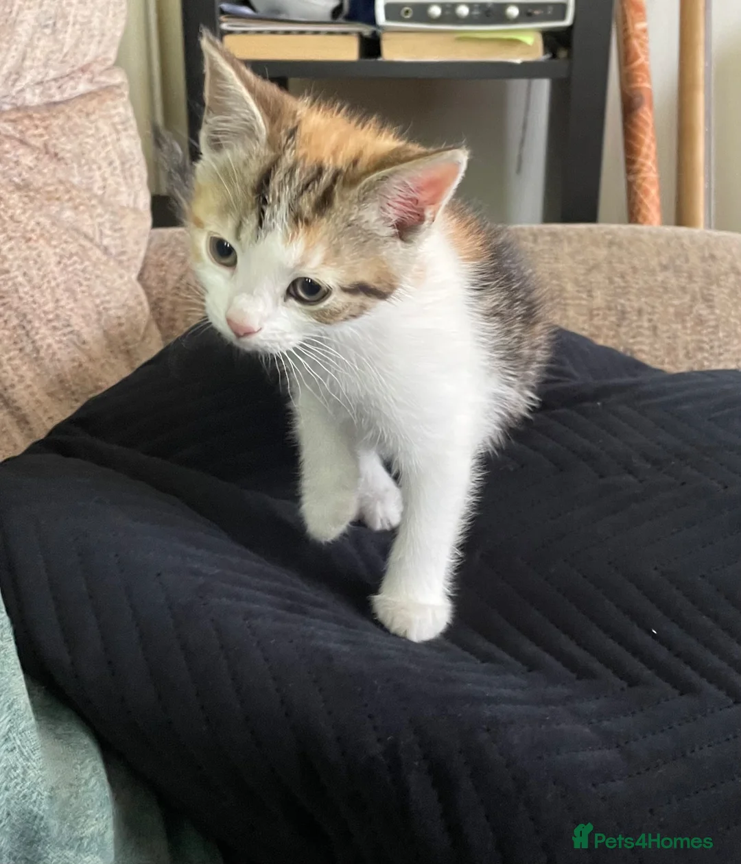 Mixed Breed cats for sale: 🐾 Adorable Kittens for Sale – Bristol 🐾 - Advert 2