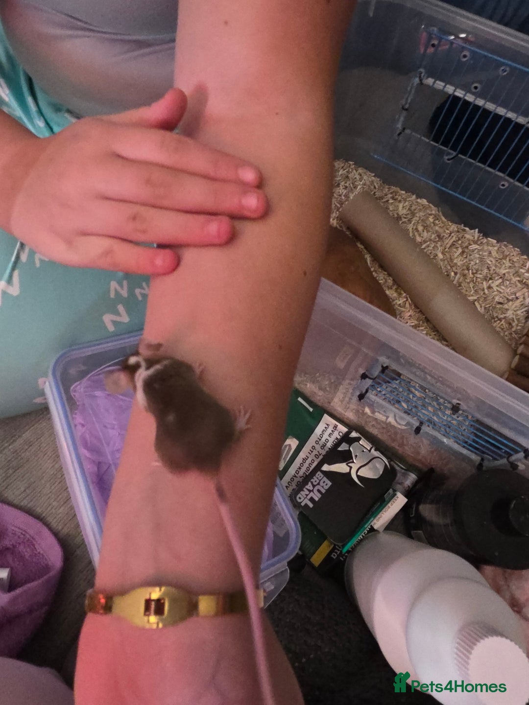 Mouse rodents for sale: Male and female mice  - Advert 3