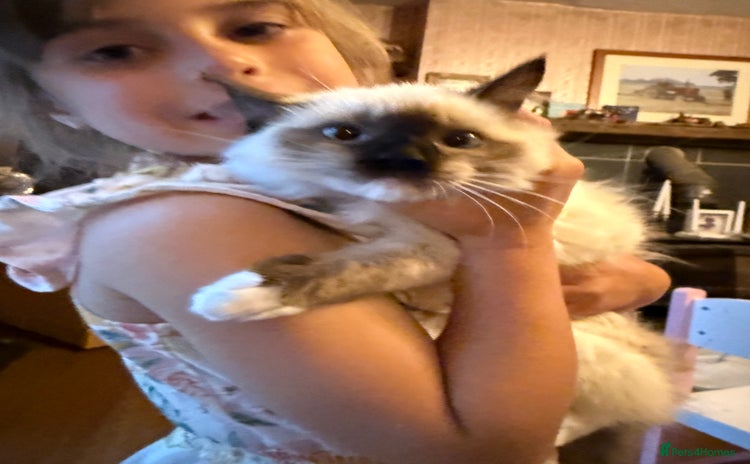Ragdoll cats - Advert 2