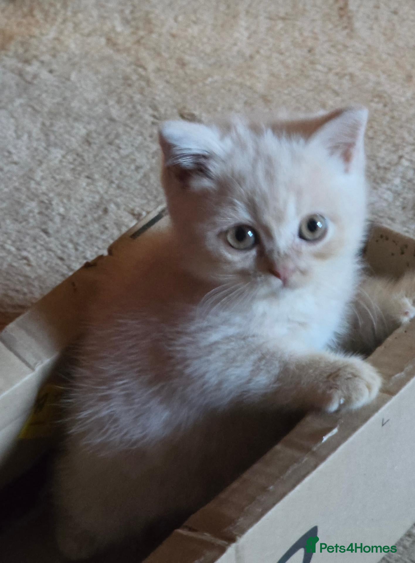 British Shorthair cats Cream British Shorthair  - Advert 2