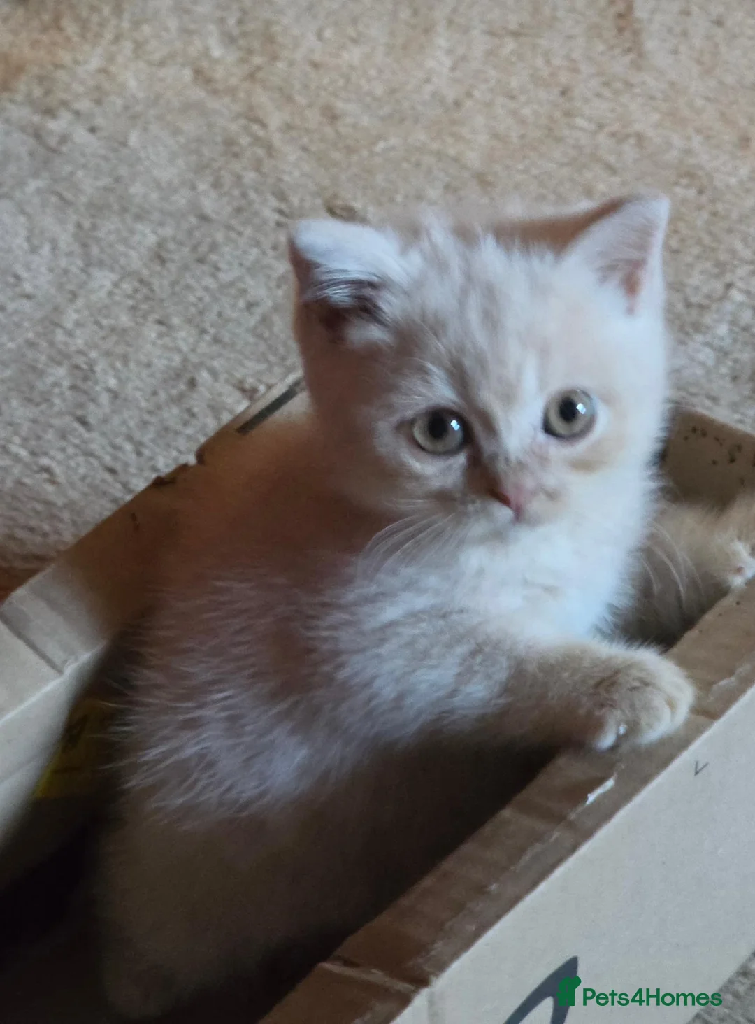 British Shorthair cats for sale: Cream British Shorthair  - Advert 1
