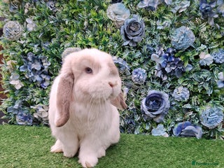Mini Lop rabbits Lilac frost point mini lop buck - Advert 1